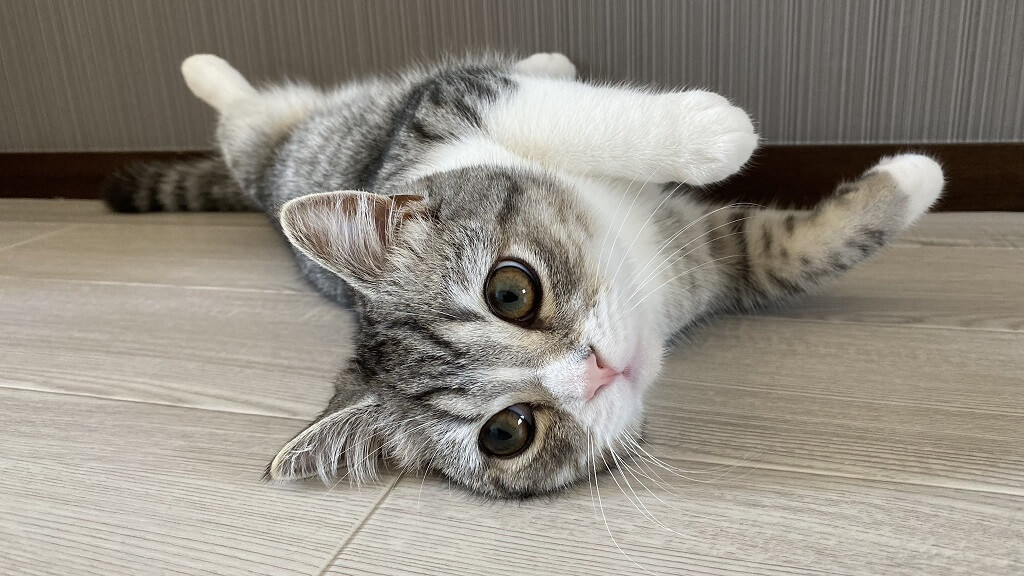 復縁占い 猫の陰陽師 昴先生