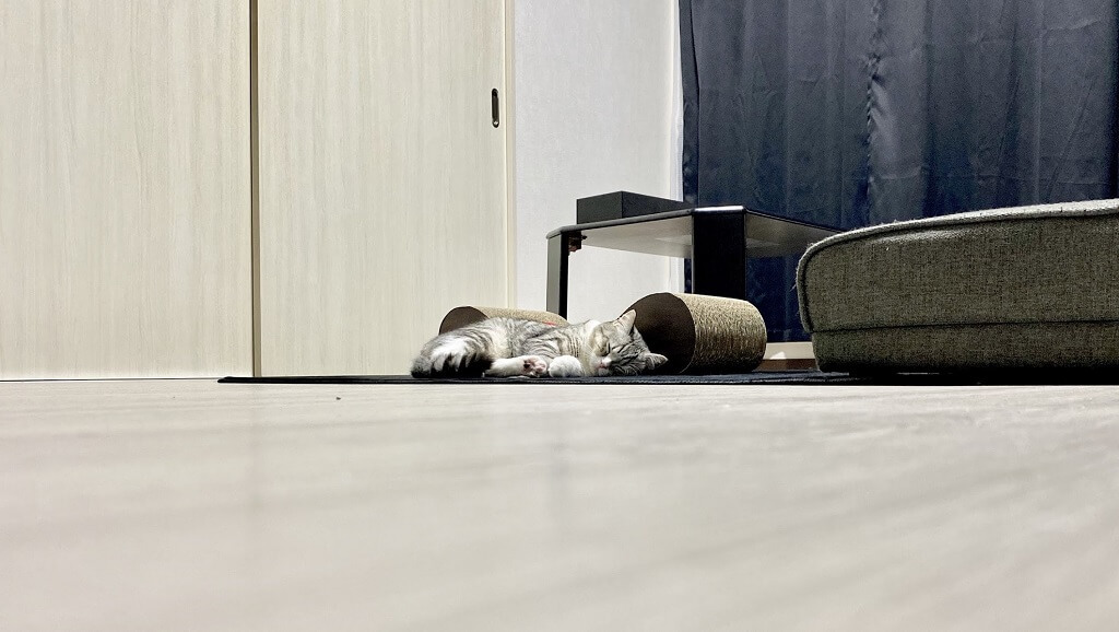 復縁占い 猫の陰陽師昴
